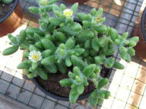 delosperma_echinatum731.jpg