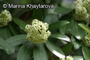 Alstonia_scholaris12Forum.jpg