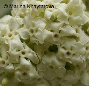 Alstonia_scholaris24Forum.jpg