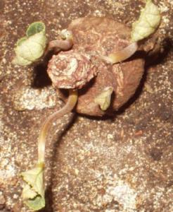 CiclamenSpit1.jpg