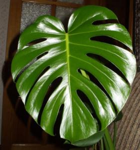 Monstera_novyj_list.jpg