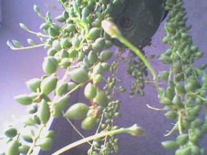 DSC00610krect.JPG