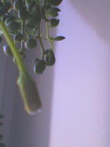 DSC00645.JPG