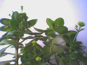 DSC00704.JPG