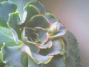 DSC00788.JPG