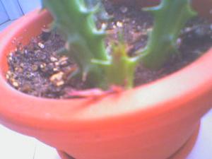 DSCg00787.JPG