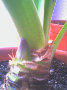 DSC00811.JPG