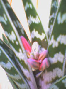 DSC00916.JPG