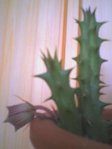 DSC00915.JPG