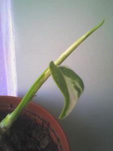 DSC01054.JPG