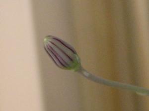 IMG_2393_byton.jpg