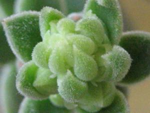 IMG_2434_b_ex.jpg