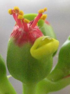 IMG_3030_F_pya.jpg