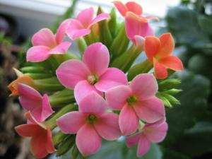 IMG_3764.jpg