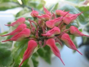IMG_4805_1.jpg