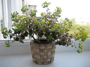 IMG_5099_2.jpg