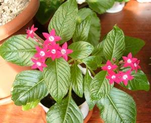 Pentas.jpg