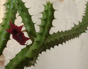 annchen_huernia.jpg