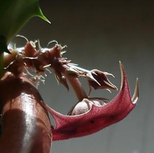 annchen_huernia1.jpg