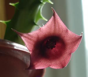 annchen_huernia_flow.jpg
