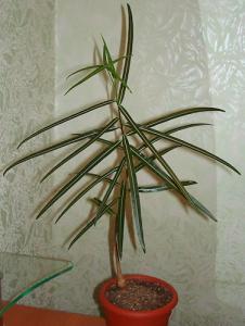AnnchenDSC08470.jpg