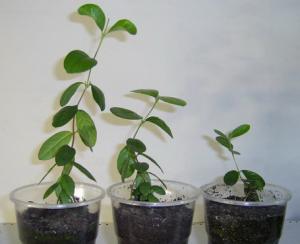Feijoa.jpg
