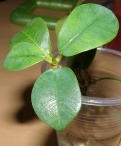 ficus-taivan.jpg