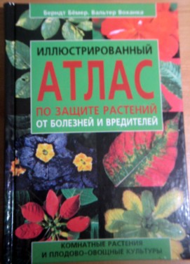 Как правильно посадить гортензии: 7 главных особенностей