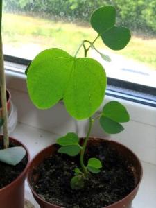 Nat_Bauhinia1.JPG