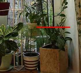 Daene_IMG_0751.jpg