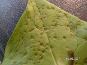 Liola_list_fragmentPICT8945.jpg