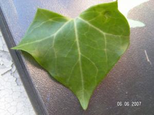 Liola_list_celiiPICT8946.jpg