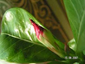 Liola_15_PICT9578.jpg