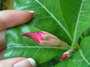 Liola_17_PICT9584.jpg