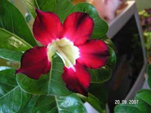 Liola_otkrilsya1_PICT9721.jpg