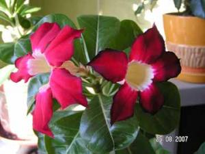 Liola_2_newPICT9744.jpg