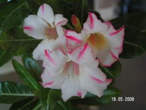 PICT0250.JPG