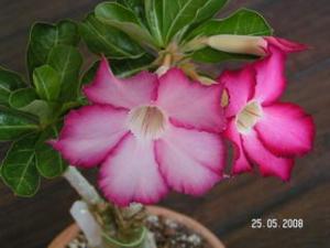 PICT0365.JPG