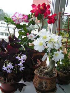 PICT0380.JPG