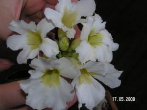 PICT0247.JPG