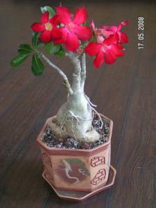 PICT0248.JPG