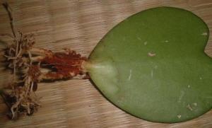 p4.JPG