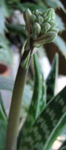 AloeVariegata12-11-2007.jpg