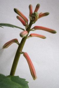 AloeVariegata26-11-2007.jpg