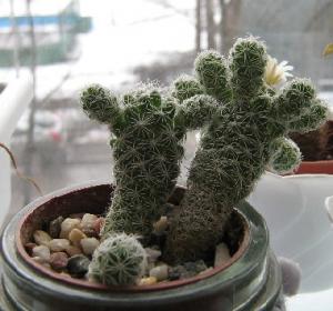 2008-03-21-MamGracilis-3.jpg