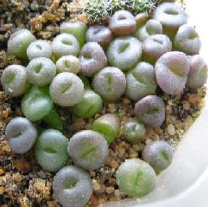 Lithops2008-05-14.jpg