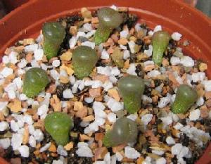 Lithops-hookeri-v-susannae-c91--2008-06-03--2.jpg