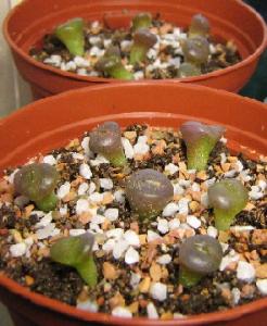 Lithops-hookeri-v-subtenestrata-brunneoviolacea-c19--2008-06-03.jpg