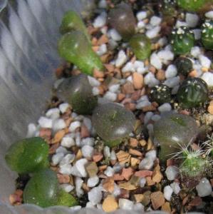 Lithops-hookeri-v-dabneri_c13--v-marginata-c35--2008-06-03.jpg