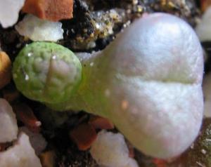 Lithops-hookeri-v-dabneri-c13--2008-06-13.jpg